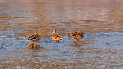 Three wild ducks on city river 스톡 동영상 161908590