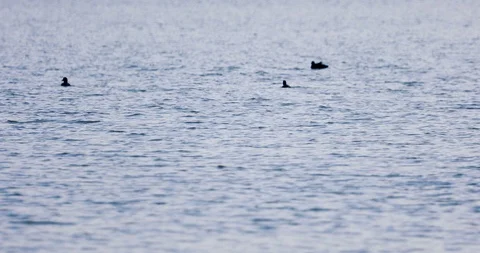 Three wild ducks float on the water Stock Footage 116235167