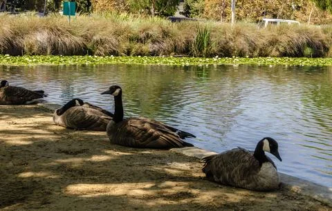 Three wild ducks sit on the surface of a pond with reflection and soft sunlight Stock Photos