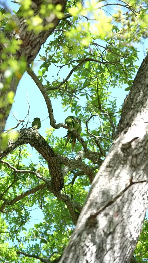 Three wild green parrots sit on a tree branch and vocalize loudly. Stock Footage 341701100