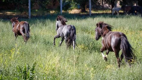 Three wild horses run through a sunlit grassy field 스톡 사진