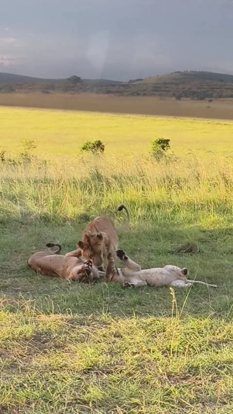 Three wild lions playing together in the grassy savanna of maasai mara Vídeos de archivo 334268934
