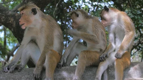 Three wild monkeys sat on a wall Stock Footage 93542722