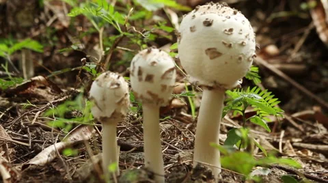 Three wild mushroom Stock Footage 51691395