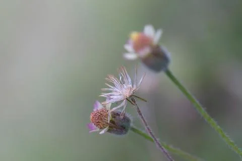 Three wild Stock Photos