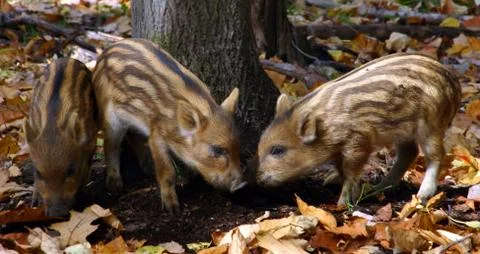 Three wild piglets having fun Stock Photos