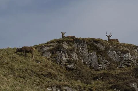 Three wild scottish deer on the top of a hill Stock Photos