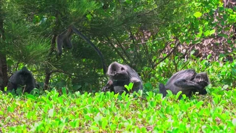 Three Wild Silvered Leaf Monkeys resting in Forest Stock Footage 344555115