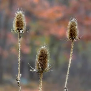 Three Wild Teasel seed cones close up with blurred autumn colors background Stock Photos