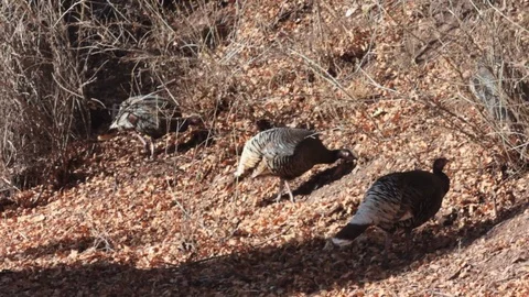 Three Wild Turkeys Stock Footage 94098519
