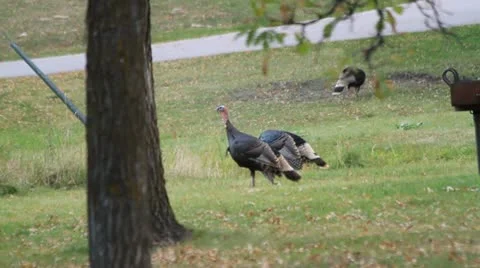 Three wild turkeys stroll through a campground Stock Footage 8838106