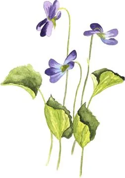 Three wild violet flowers with green leaves, hand painted watercolor Stock Illustration