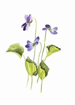 Three wild violet flowers with green leaves, hand painted watercolor Stock Illustration