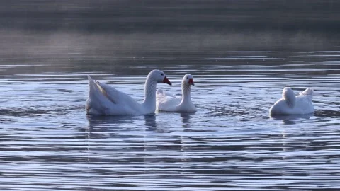 Three wild white geese bathing on the  surface of the lake Stock Footage 171454020