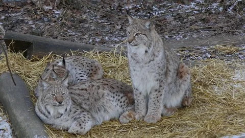 Three wildcats lying sitting on the snowy ground looking around in winter time Stock Footage 84157416