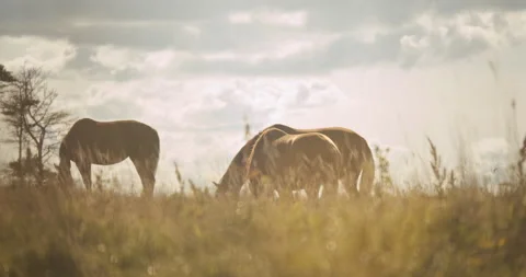 Three Wildhorses In Sunlight Grazing Stock Footage 140351916