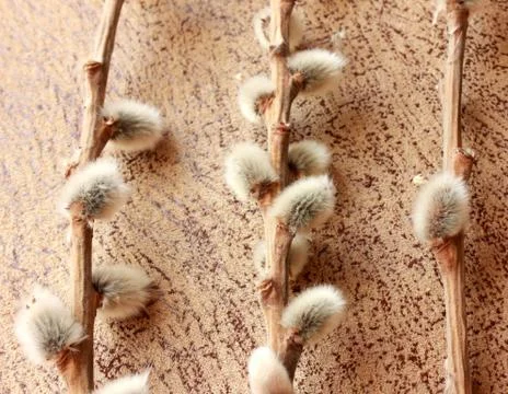Three willow branches with soft  buds Stock Photos