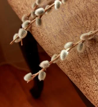 Three willow branches with soft fluffy buds Stock Photos