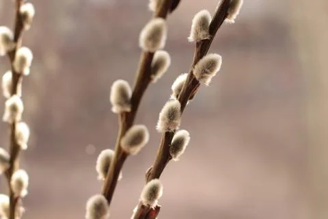 Three willow branches with spring fluffy buds. Foto stock
