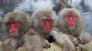  Three Wise Japanese Macaques Monkeys, Chubu, Japan, Asia  Stock Footage