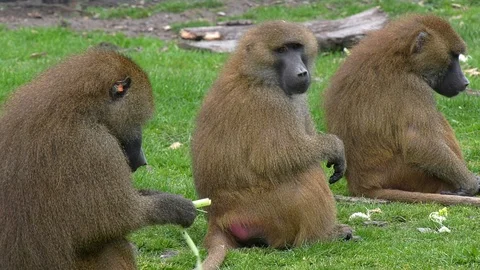Three wise monkeys! Guinea Baboons (Papio papio), on the open plain Video stock 108759976