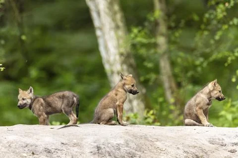 Three wolf pups sitting next to each other on a rock in a dense forest area, Stock Photos
