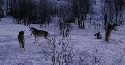 Three wolves howling a cold winter night in the forest Stock Footage 79971041