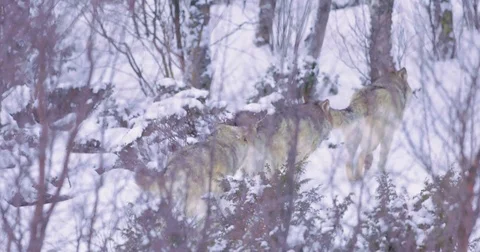 Three wolves patrolling pack territory Stockbeeldmateriaal 72321095