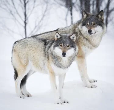 Three wolves in the snow Stock Photos