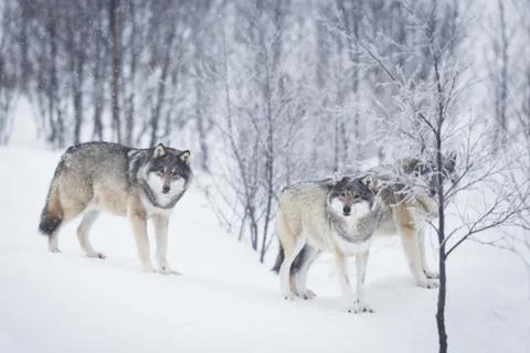 Three wolves in the snow Stock Photos