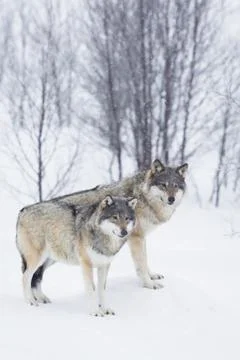 Three wolves in the snow Stock Photos