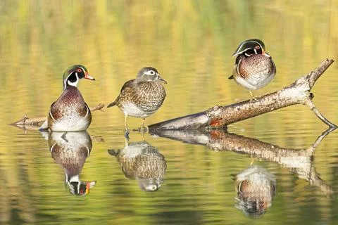 Three wood ducks in a row. Stock Photos