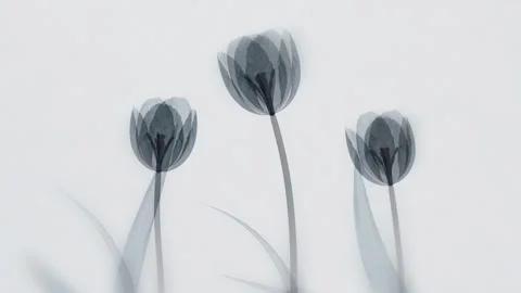 Three xray tulips blooming and swaying on light gray background, horizontal.. Stock Footage 336087368