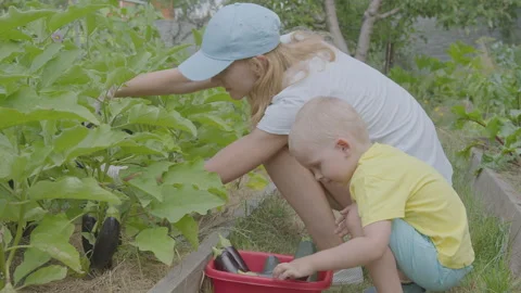 Three year old boy and his mother picking aubergines in the vegetable garden Stock Footage 274769857