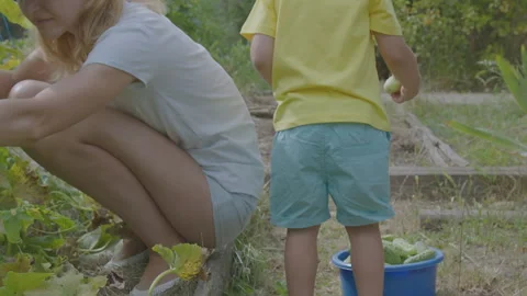 Three year old boy and his mother picking cucumbers in the vegetable garden  Stock Footage 274770103