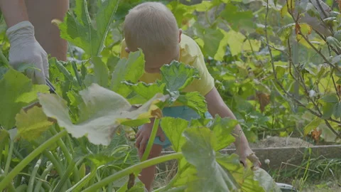 Three year old boy and his mother picking courgettes in the vegetable garden Stock Footage 274770501