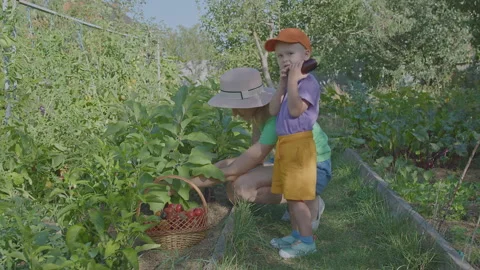 Three year old boy and his mother picking aubergines in the vegetable garden Stock Footage 274770992