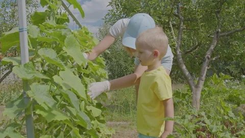 Three year old boy and his mother picking cucumbers in the vegetable garden  Video stock 274771867