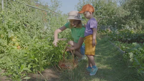 Three year old boy and his mother picking peppers in the vegetable garden 1 Stock Footage 274772805
