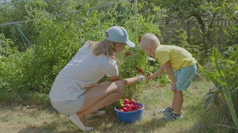 Three year old boy and his mother picking tomatoes in the vegetable garden 1 Stock Footage 274775394