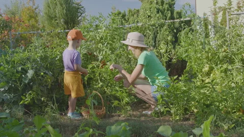 Three year old boy and his mother picking tomatoes in the vegetable garden 2 Stock Footage 274776576