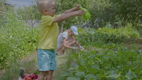Three year old boy and his mother watering greens in the vegetable garden wi Stock Footage 274777066