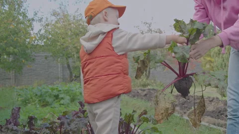 Three year old boy and his mother picking beet in the vegetable garden 1 Stock Footage 275337102