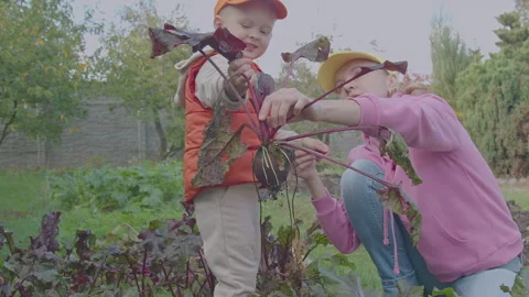 Three year old boy and his mother picking beet in the vegetable garden 2 Stock Footage 275338367