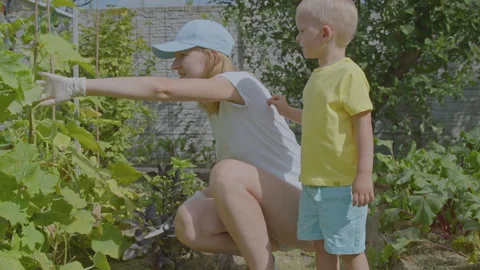Three year old boy and his mother picking cucumbers in the vegetable garden  Stock Footage 275340206