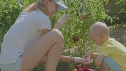 Three year old boy and his mother picking tomatoes in the vegetable garden 4 Stock Footage 275340612