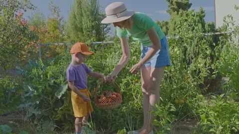 Three year old boy and his mother picking tomatoes in the vegetable garden 5 Stock Footage 275340728
