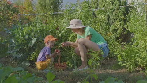Three year old boy and his mother picking tomatoes in the vegetable garden 8 Stock Footage 276979698