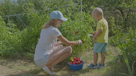 Three year old boy and his mother picking tomatoes in the vegetable garden 6 Stock Footage 276979770