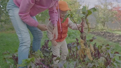 Three year old boy and his mother picking beet in the vegetable garden 3 Stock Footage 277077857